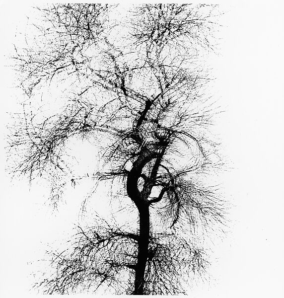 Multiple Exposure Tree, Chicago, Harry Callahan (American, Detroit, Michigan 1912–1999 Atlanta, Georgia), Gelatin silver print 