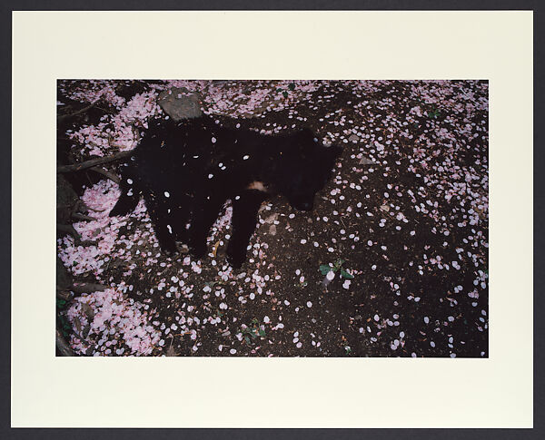 Untitled, Shomei Tomatsu (Japanese, Aichi, Nagoya 1930–2012 Naha, Okinawa), Chromogenic print 