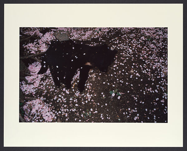 Untitled, Shomei Tomatsu  Japanese, Chromogenic print