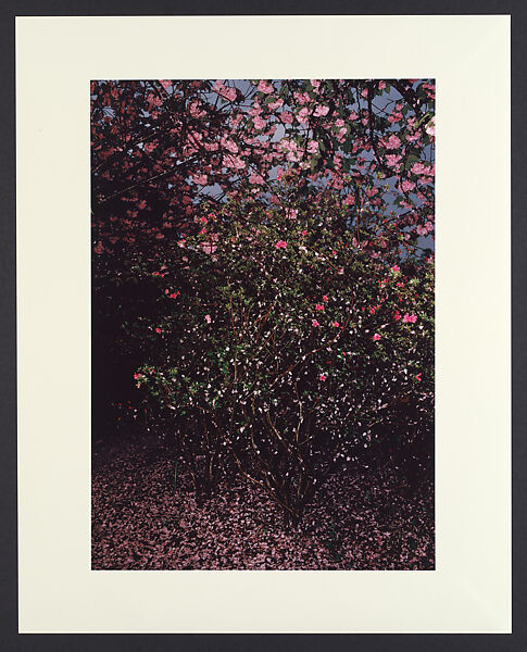 Untitled, Shomei Tomatsu  Japanese, Chromogenic print