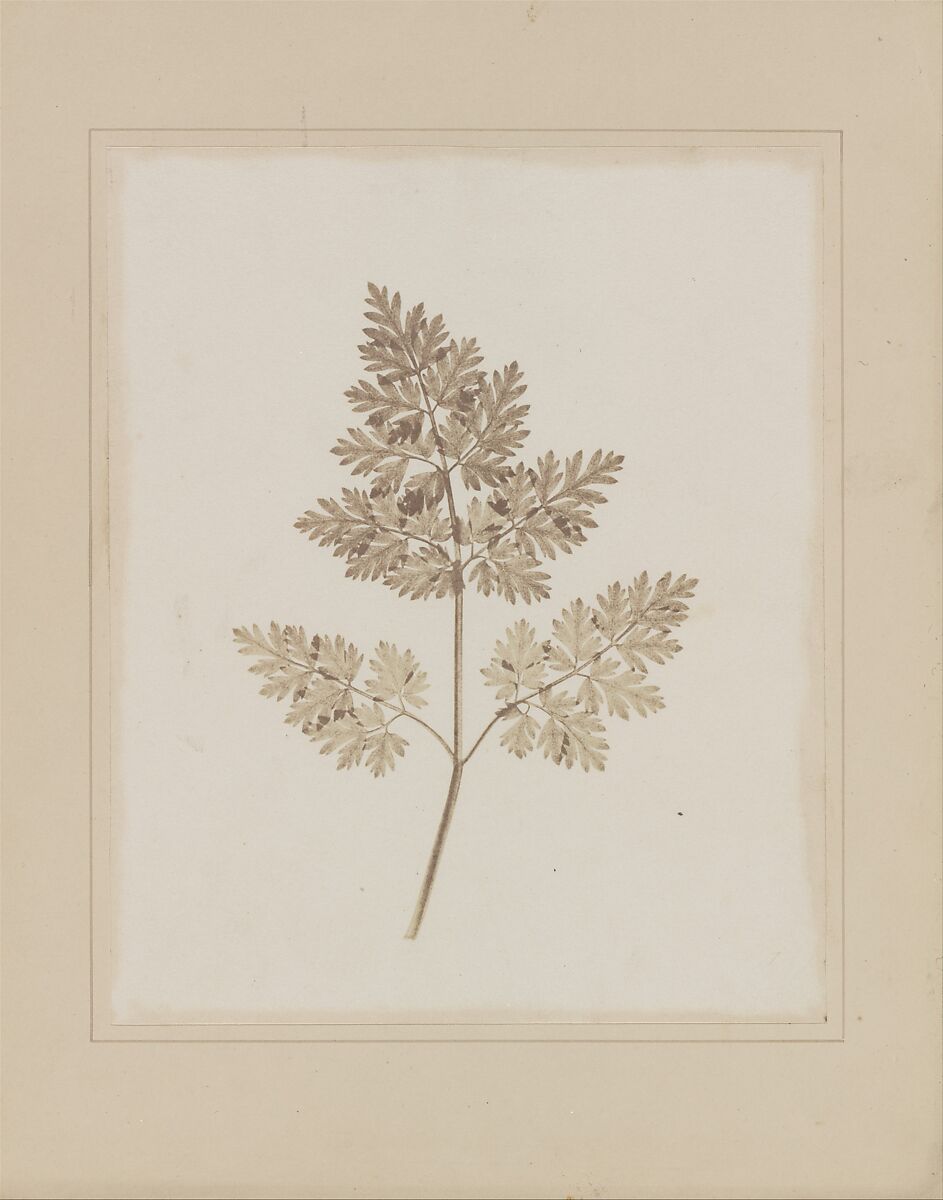 The Pencil of Nature, William Henry Fox Talbot (British, Dorset 1800–1877 Lacock), Salted paper prints from paper negatives