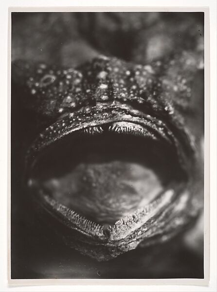 Bouche de Poisson, Jean Painlevé (French, 1902–1989), Gelatin silver print 