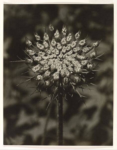 [Queen Anne's Lace], Richard Pousette-Dart (American, St. Paul, Minnesota 1916–1992 New York), Gelatin silver print 