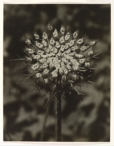 [Queen Anne's Lace]