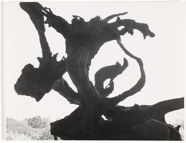 North Carolina 14, Aaron Siskind (American, 1903–1991), Gelatin silver print 