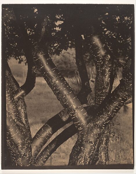 The Dancing Trees, Alfred Stieglitz (American, Hoboken, New Jersey 1864–1946 New York), Palladium print 