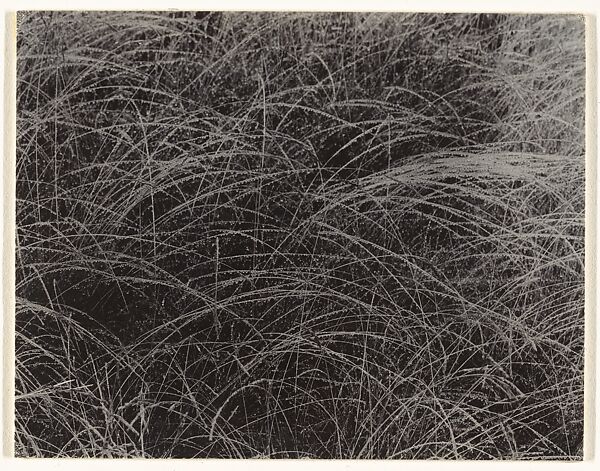Rain Drops, Alfred Stieglitz (American, Hoboken, New Jersey 1864–1946 New York), Gelatin silver print 