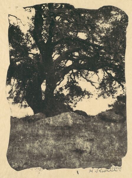 Oak, Mission Ridge, Santa Barbara, California, Henry Ravell (American, 1860–1930), Gum bichromate print 