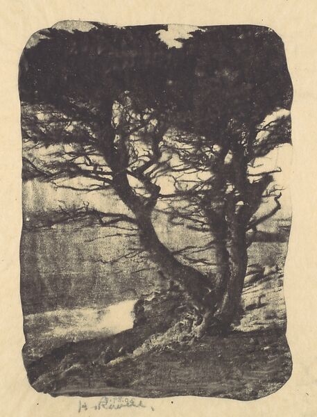 Cypress, Pebble Beach, California, Henry Ravell (American, 1860–1930), Gum bichromate print 