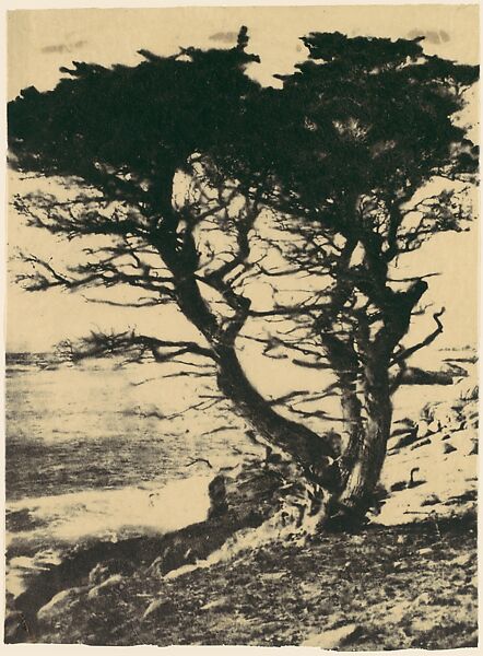Cypress at Pebble Beach, California, Henry Ravell (American, 1860–1930), Gum bichromate print 