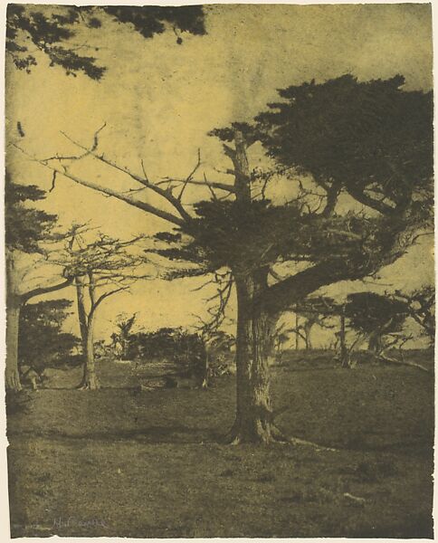 Cypress, Pebble Beach, California, Henry Ravell (American, 1860–1930), Gum bichromate print 