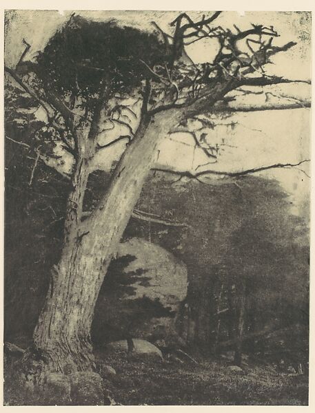 Cypress, Pebble Beach, California, Henry Ravell (American, 1860–1930), Gum bichromate print 