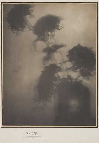 The Shadows on the Wall (Chrysanthemums), Adolf de Meyer (American (born France), Paris 1868–1946 Los Angeles, California), Platinum print 