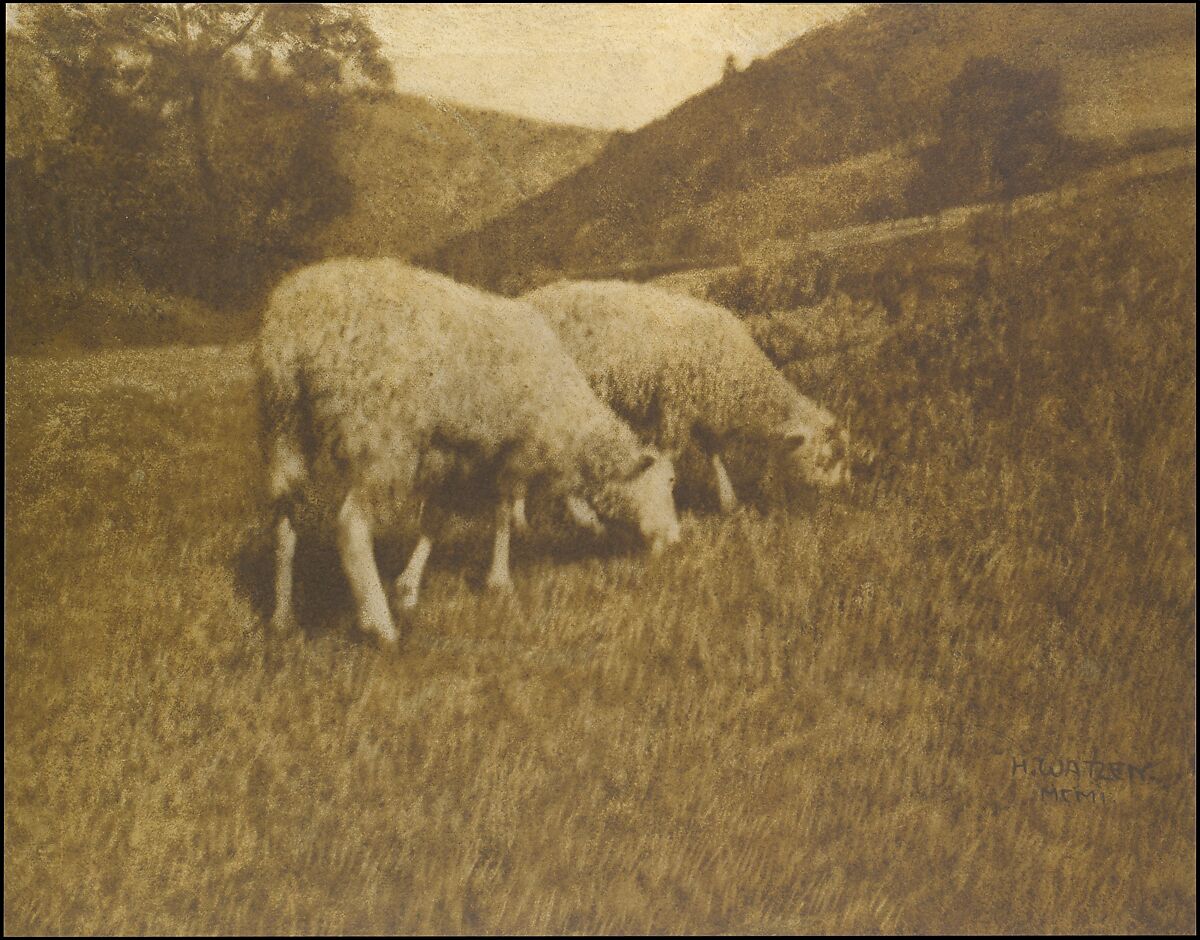 Sheep, Hans Watzek (Austrian, 1848–1903), Gum bichromate print 