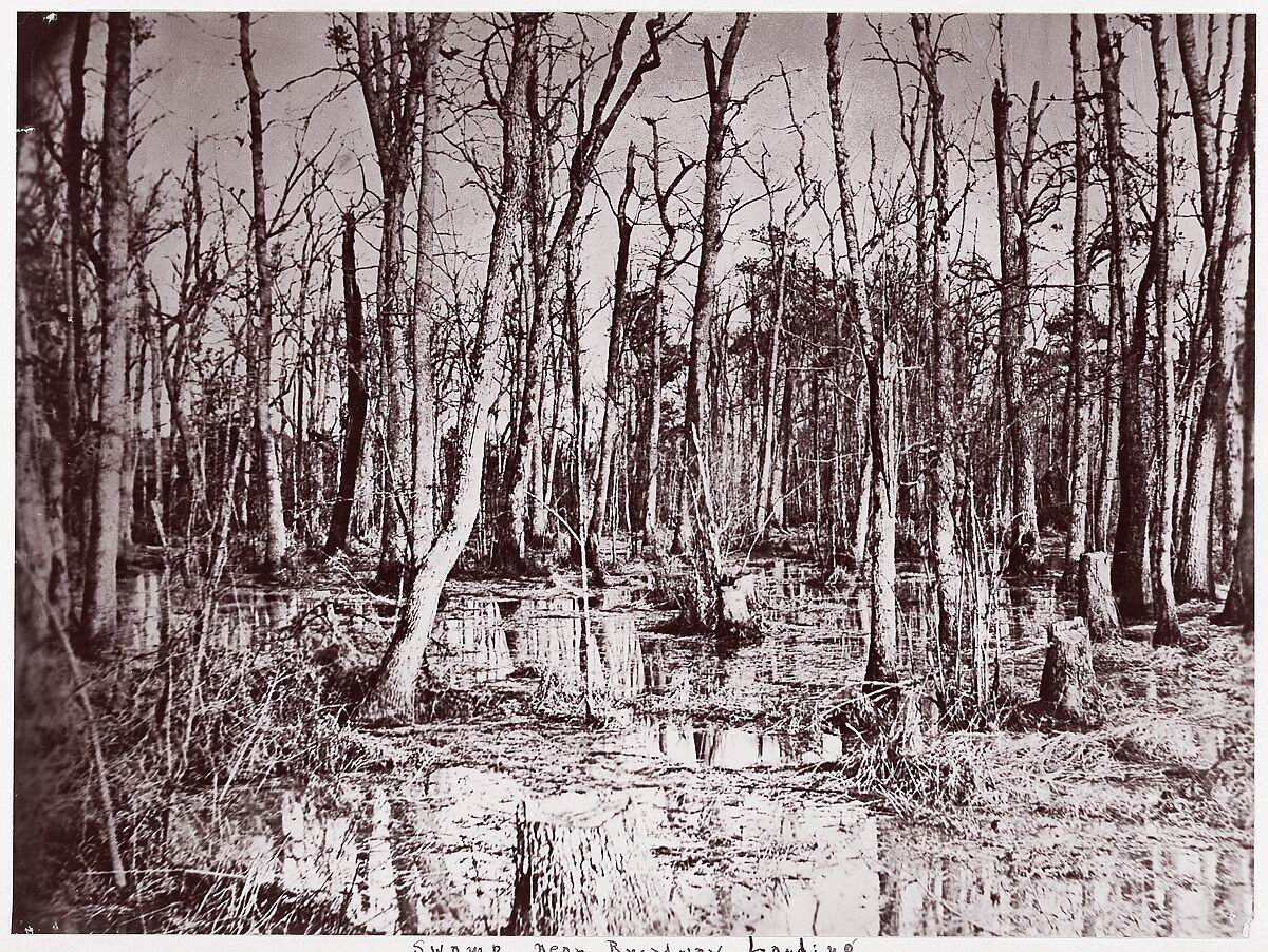 Swamp near Broadway Landing, Appomattox River, Timothy H. O&#39;Sullivan (American, born Ireland, 1840–1882), Albumen silver print from glass negative 