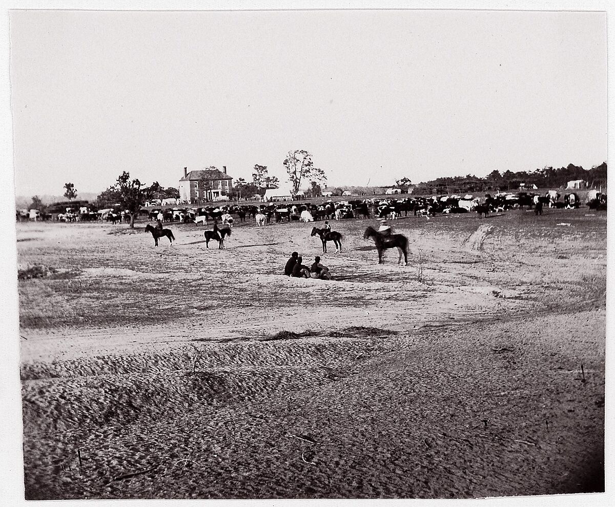 [Herd of Horses].  Brady album, p. 123, Unknown (American), Albumen silver print from glass negative 