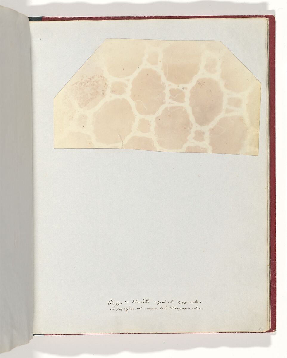 Album di disegni fotogenici, William Henry Fox Talbot (British, Dorset 1800–1877 Lacock), Salted paper prints