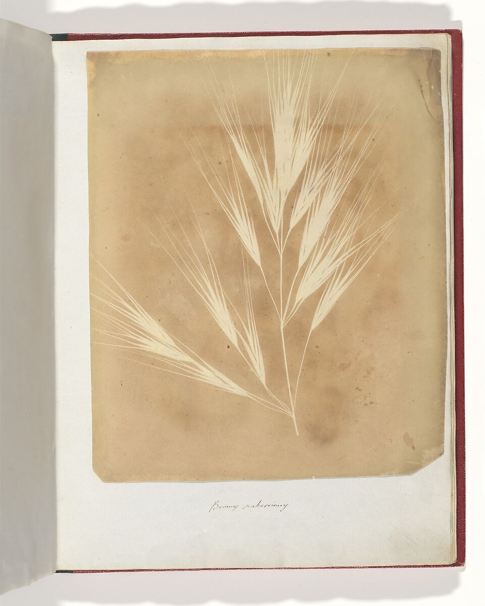 Album di disegni fotogenici, William Henry Fox Talbot (British, Dorset 1800–1877 Lacock), Salted paper prints