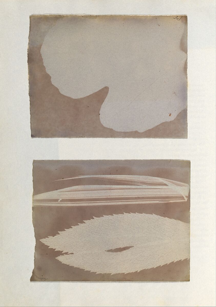Album di disegni fotogenici, William Henry Fox Talbot (British, Dorset 1800–1877 Lacock), Salted paper prints