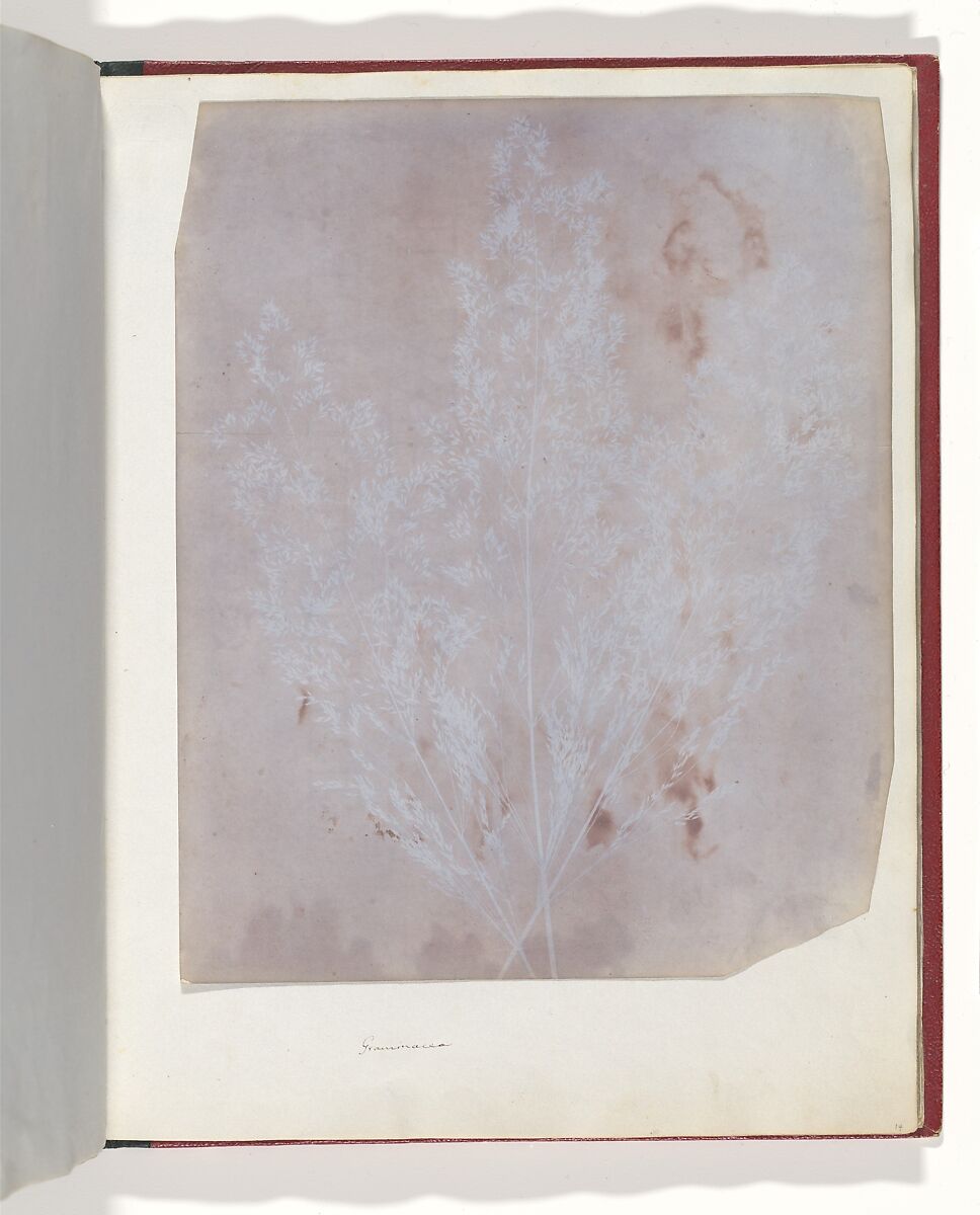Album di disegni fotogenici, William Henry Fox Talbot (British, Dorset 1800–1877 Lacock), Salted paper prints