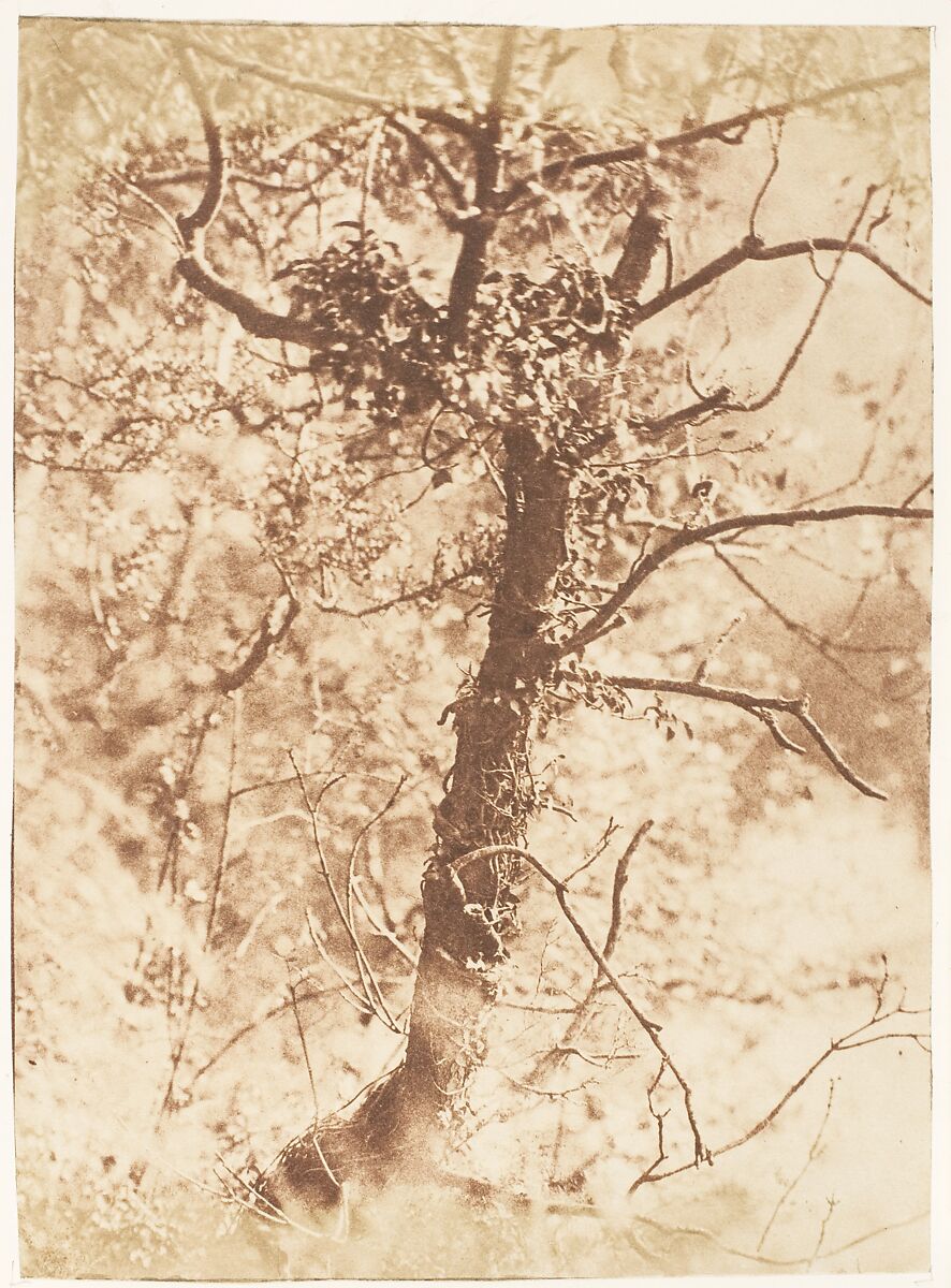 Tree at Colinton, Hill and Adamson (British, active 1843–1848), Salted paper print from paper negative 