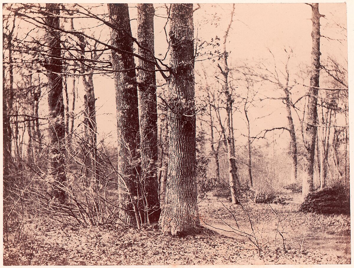 Sous-bois en automne, Unknown (French), Salted paper print (Blanquart-Évrard process) from paper negative 