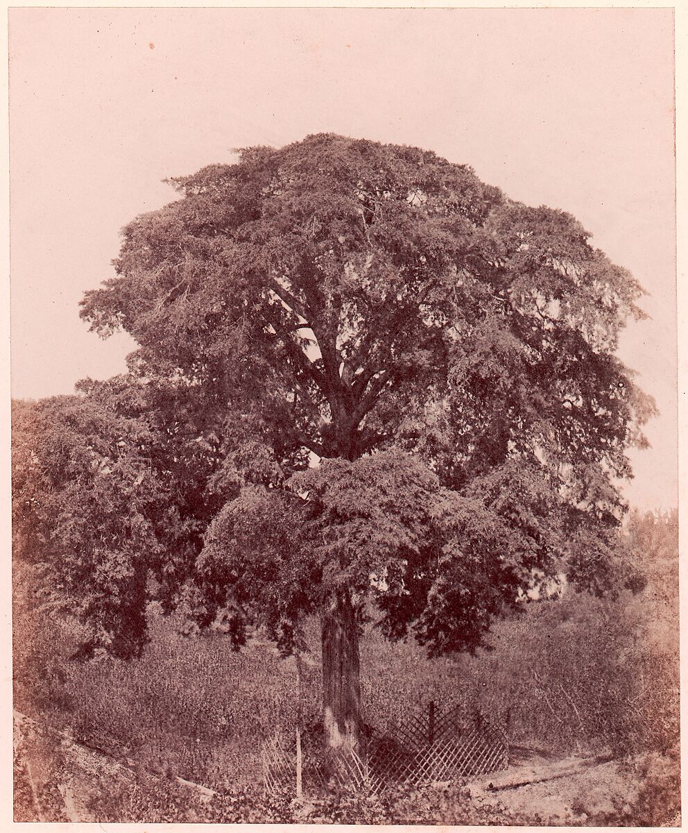 Étude d'arbre, Edward King Tenison (Irish, 1805–1878), Salted paper print (Blanquart-Évrard process) from paper negative 