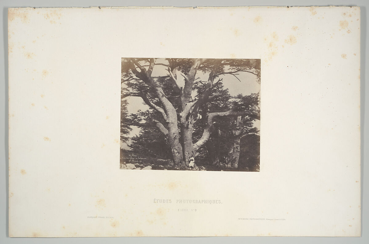 Mt. Liban. Tronc d'un des Cèdres de Salomon, Ernest Benecke (German (born England), 1817–1894), Salted paper print (Blanquart-Évrard process) from paper negative