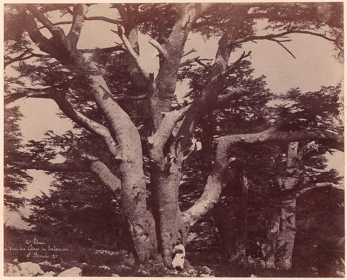 Mt. Liban. Tronc d'un des Cèdres de Salomon, Ernest Benecke (German (born England), 1817–1894), Salted paper print (Blanquart-Évrard process) from paper negative 