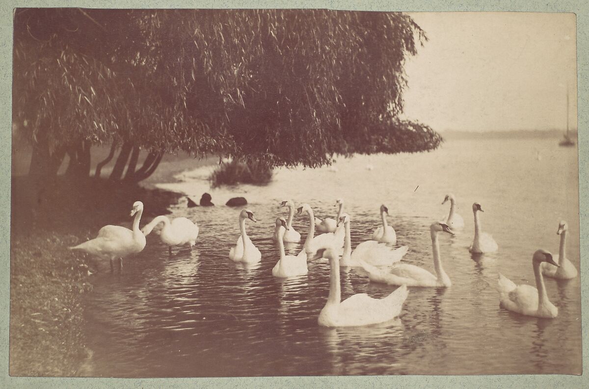 [Swans on the Water], Unknown (American), Albumen silver print 