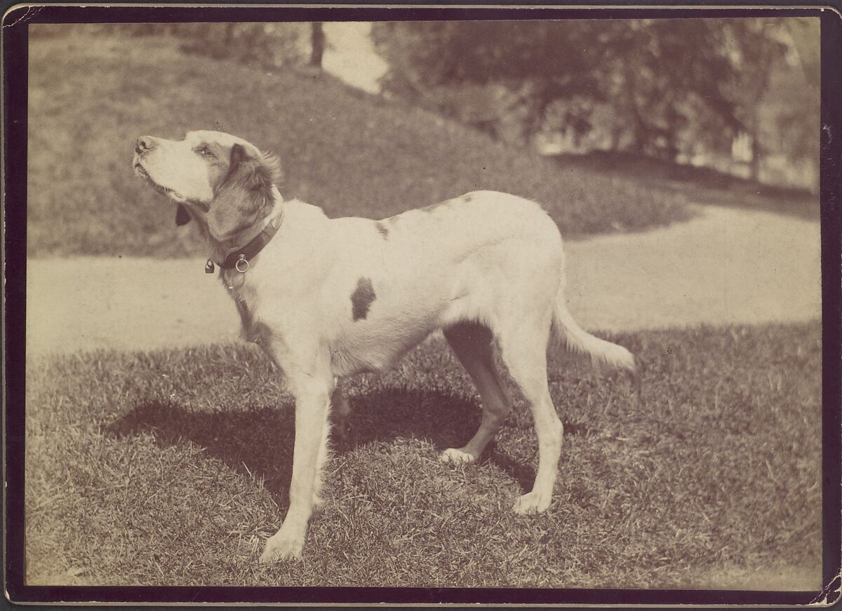 [Dog], Unknown (American), Albumen silver print 