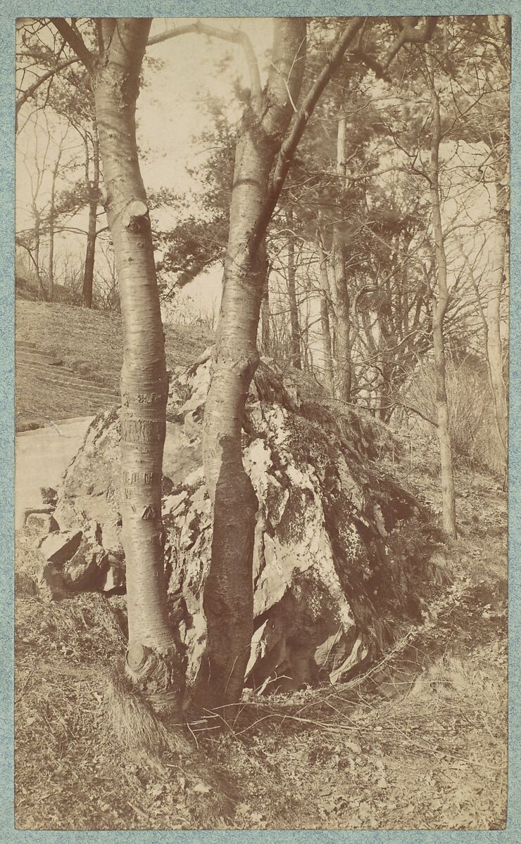 [Tree Study], Unknown (American), Albumen silver print 