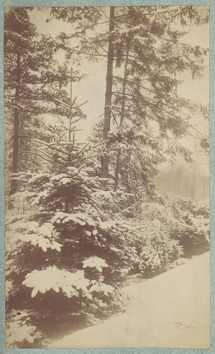 [Pines in Snow], Unknown (American), Albumen silver print 
