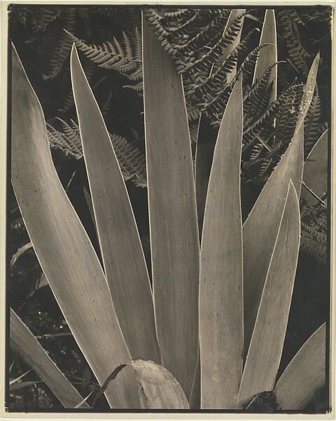 Wild Iris, Maine, Paul Strand (American, New York 1890–1976 Orgeval, France), Gelatin silver print 