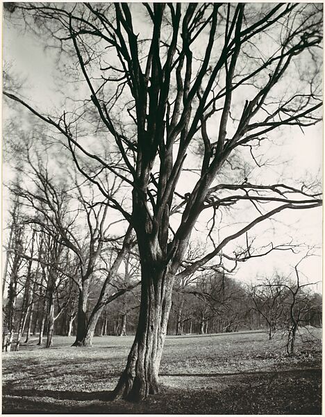 Environs of Paris, Eugène Atget (French, Libourne 1857–1927 Paris), Gelatin silver print from glass negative 