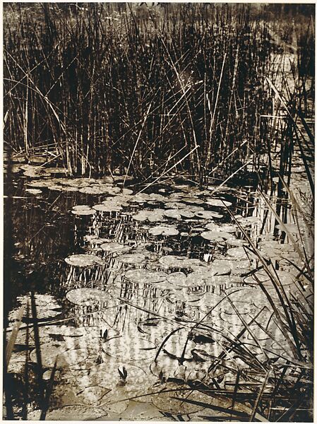 Nenuphars, Eugène Atget (French, Libourne 1857–1927 Paris), Gelatin silver print from glass negative 