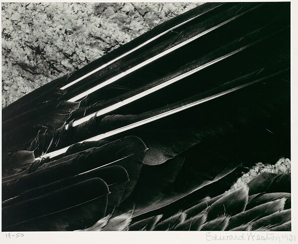 Pelican's Wing, Edward Weston (American, Highland Park, Illinois 1886–1958 Carmel, California), Gelatin silver print 