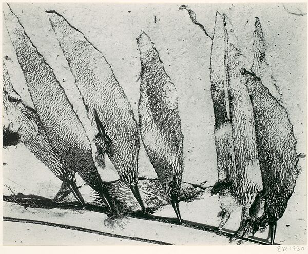 Seaweed, Carmel, Edward Weston (American, Highland Park, Illinois 1886–1958 Carmel, California), Gelatin silver print 