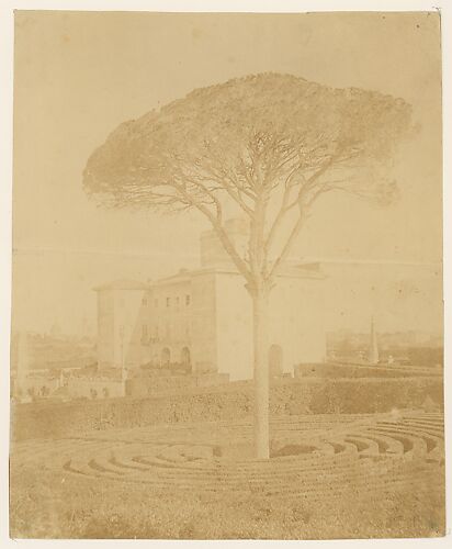 [Tree in Formal Garden Outside Palazzo]