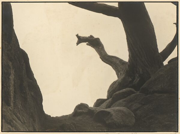 Point Lobos, Carmel, Johan Hagemeyer (American (born The Netherlands), 1884–1962), Gelatin silver print 