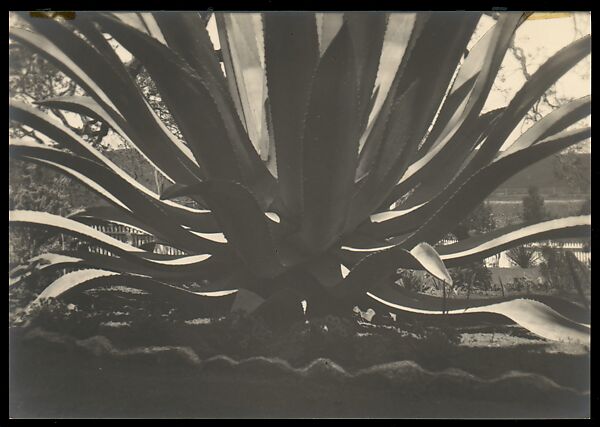 Aloe, Johan Hagemeyer (American (born The Netherlands), 1884–1962), Gelatin silver print 