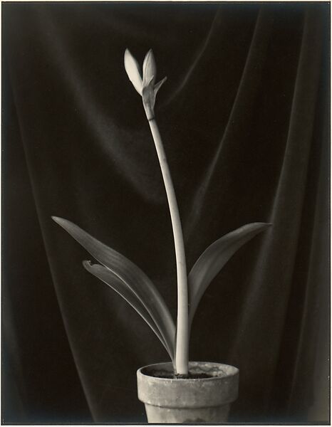 Amaryllis, Carmel, Johan Hagemeyer (American (born The Netherlands), 1884–1962), Gelatin silver print 