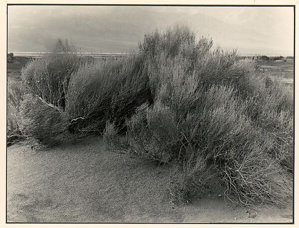 Bad Waters, Death Valley, Johan Hagemeyer (American (born The Netherlands), 1884–1962), Gelatin silver print 