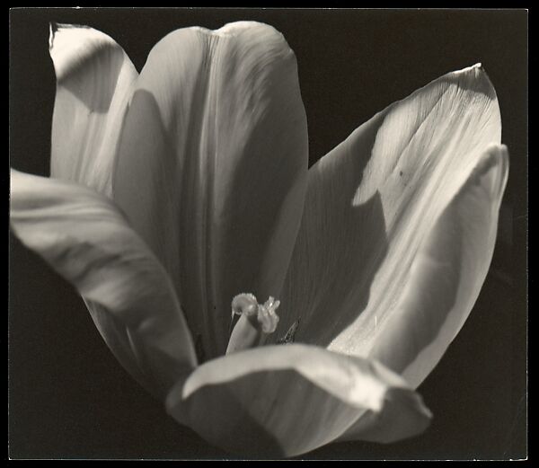 Yellow Tulip, Johan Hagemeyer (American (born The Netherlands), 1884–1962), Gelatin silver print 