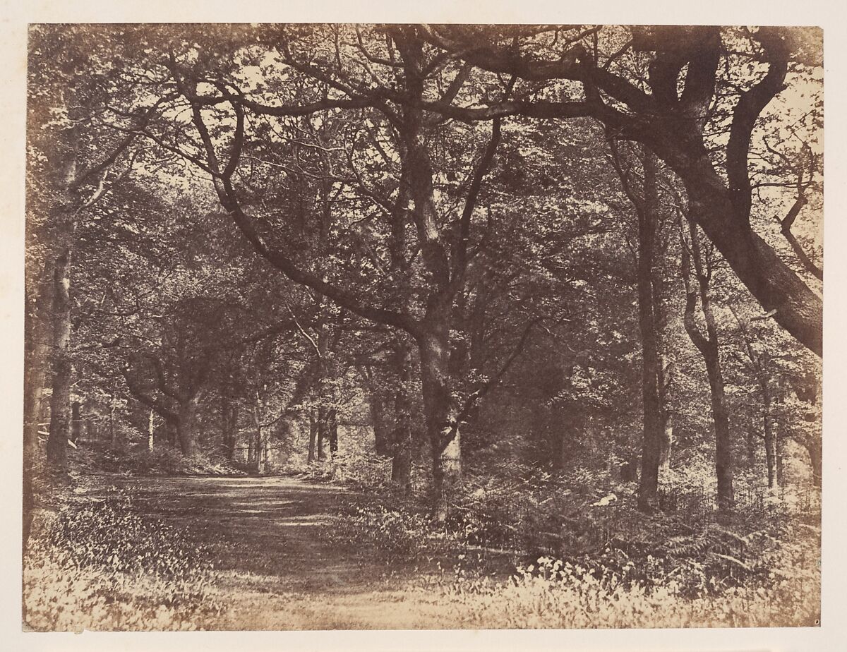 Wood-scene, Norton, Cheshire, Thomas Davies (British, 1830–1880), Albumen silver print 