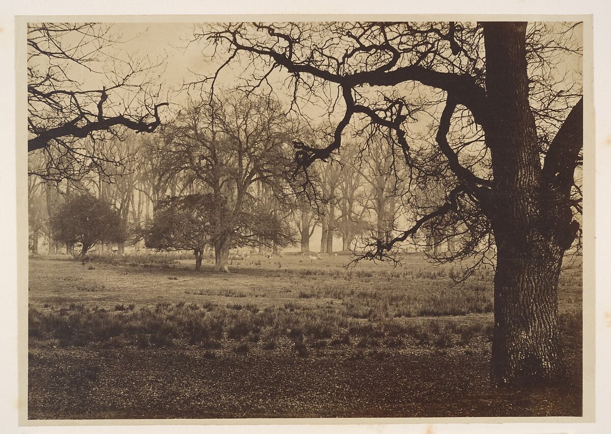 Windsor Park, Deer Feeding, W. H. Nicholl, Albumen silver print 