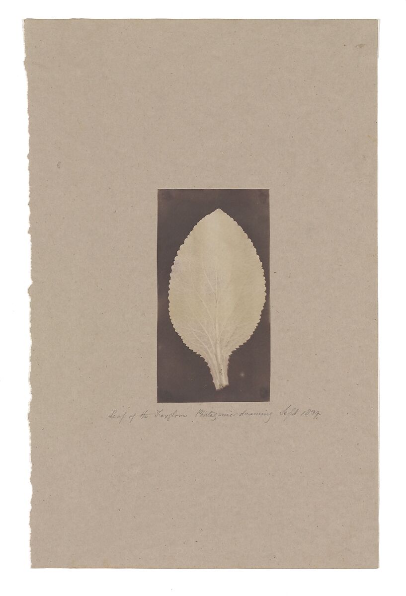 Leaf of the Foxglove, Unknown (British), Salted paper print 