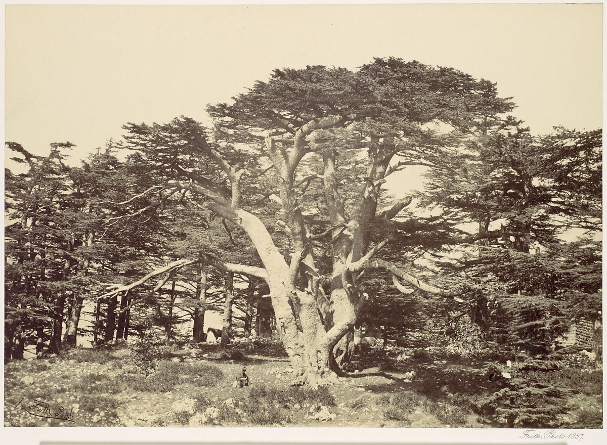 The Largest of the Cedars, Mount Lebannon, Francis Frith (British, Chesterfield, Derbyshire 1822–1898 Cannes, France), Albumen silver print from glass negative 