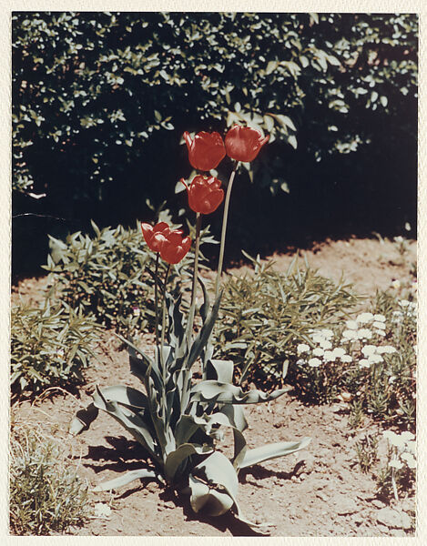 New York Garden - Pittsfield - New York, Peter Fink (American, 1907–1984), Chromogenic print 