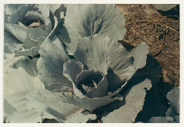 Cabbage - Ogonquit, Maine, Peter Fink (American, 1907–1984), Chromogenic print 